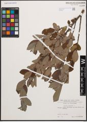 Foto von Salix cinerea L.
